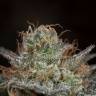 семена каннабиса Bubba Kush CBD feminised Dinafem Seeds семена каннабиса Bubba Kush CBD feminised Dinafem Seeds