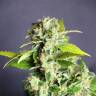 купить семена конопли Auto Mikromachine feminised Kannabia Seeds купить семена конопли Auto Mikromachine feminised Kannabia Seeds