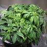 заказ семян конопли Auto Mikromachine feminised Kannabia Seeds заказ семян конопли Auto Mikromachine feminised Kannabia Seeds