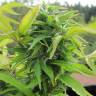 где можно заказать семена конопли Royal Flush feminised Nirvana Seeds где можно заказать семена конопли Royal Flush feminised Nirvana Seeds
