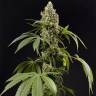 семена конопли марихуаны Guava Berry Kush (Guayita) feminised Philosopher Seeds семена конопли марихуаны Guava Berry Kush (Guayita) feminised Philosopher Seeds
