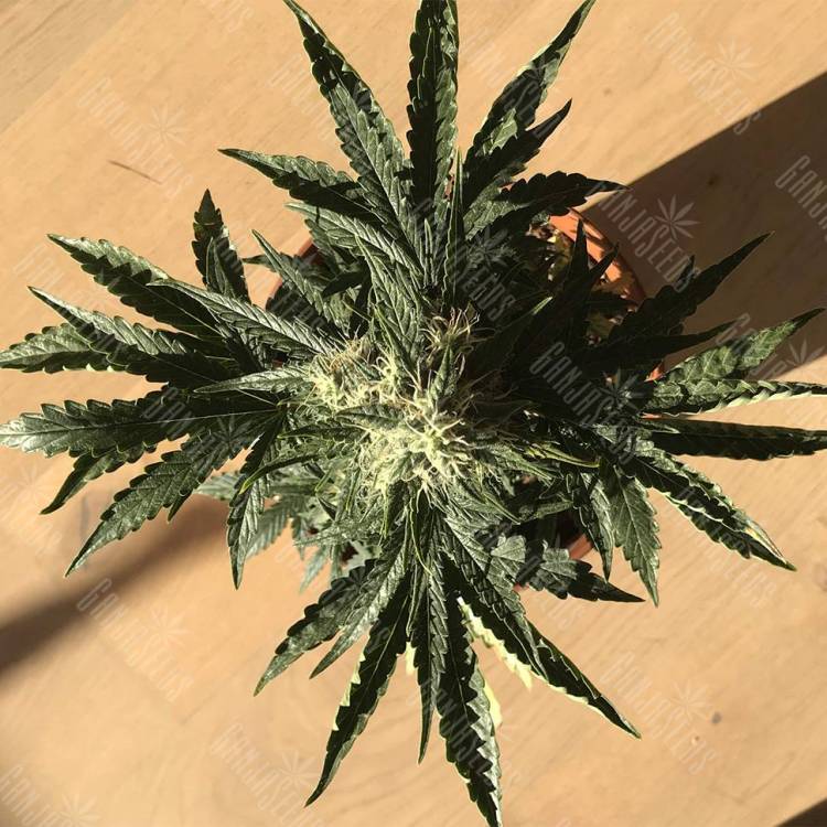 Семена Auto Afghan Kush feminised GanjaLiveSeeds Семена Auto Afghan Kush feminised GanjaLiveSeeds