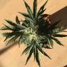 Семена Auto Afghan Kush feminised GanjaLiveSeeds Семена Auto Afghan Kush feminised GanjaLiveSeeds