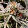 Семя Tropicana Cookies feminised Ganja Seeds Семя Tropicana Cookies feminised Ganja Seeds