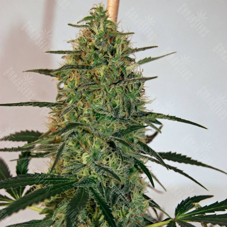 семена конопли курьером CBD Lemon Skunk feminised семена конопли курьером CBD Lemon Skunk feminised
