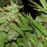 семена конопли в оригинальных упаковках Auto Medeo feminised Bang Seeds семена конопли в оригинальных упаковках Auto Medeo feminised Bang Seeds