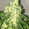 Pegas regular Ganja Seeds