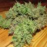 семена конопли для курения Critical Sour feminised Female Seeds семена конопли для курения Critical Sour feminised Female Seeds