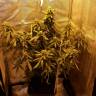 семена конопли наложенным платежом Auto Speedy Boom feminised Kannabia Seeds семена конопли наложенным платежом Auto Speedy Boom feminised Kannabia Seeds