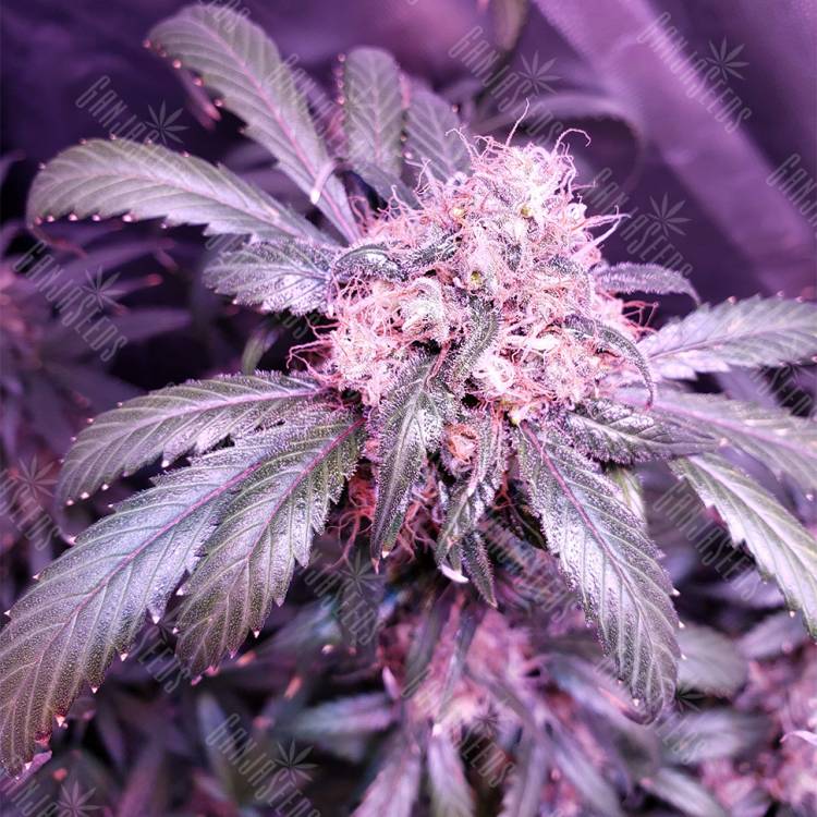 хорошие семена конопли Snow White feminised Nirvana Seeds хорошие семена конопли Snow White feminised Nirvana Seeds