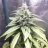 семена конопли гидропоники Heaven's Fruit feminised Philosopher Seeds