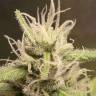 семена конопли в интернете Heaven's Fruit feminised Philosopher Seeds