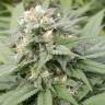 семена конопли дешево Warlock feminised Serious Seeds семена конопли дешево Warlock feminised Serious Seeds