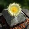 Семена кактуса Astrophytum coahuilense Семена кактуса Astrophytum coahuilense