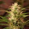 Семена марихуаны Auto + Speed feminised GanjaLiveSeeds Семена марихуаны Auto + Speed feminised GanjaLiveSeeds