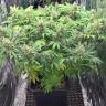 семена конопли в оригинальных упаковках Super Skunk feminised семена конопли в оригинальных упаковках Super Skunk feminised