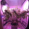 семена конопли для выращивания Afghan Kush regular Ganja Seeds семена конопли для выращивания Afghan Kush regular Ganja Seeds