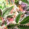 семена конопли марихуаны Afghan Kush regular Ganja Seeds семена конопли марихуаны Afghan Kush regular Ganja Seeds