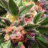семена конопли элитных сортовAfghan Kush regular Ganja Seeds семена конопли элитных сортовAfghan Kush regular Ganja Seeds