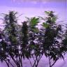 семена конопли в интернете Afghan Kush regular Ganja Seeds семена конопли в интернете Afghan Kush regular Ganja Seeds