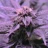 семена конопли гидропоники Afghan Kush regular Ganja Seeds семена конопли гидропоники Afghan Kush regular Ganja Seeds