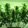 семена конопли дешево Afghan Kush regular Ganja Seeds семена конопли дешево Afghan Kush regular Ganja Seeds