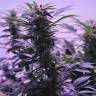 семена конопли для курения Afghan Kush regular Ganja Seeds семена конопли для курения Afghan Kush regular Ganja Seeds