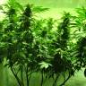 семена конопли в фирменной упаковке Afghan Kush regular Ganja Seeds семена конопли в фирменной упаковке Afghan Kush regular Ganja Seeds