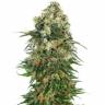 семена конопли качественные Auto Super Hash feminised семена конопли качественные Auto Super Hash feminised