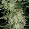 онлайн покупка семян конопли Auto Super Hash feminised онлайн покупка семян конопли Auto Super Hash feminised