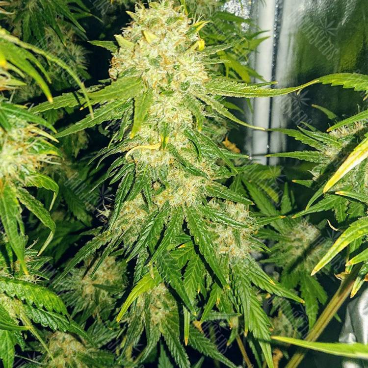 доставка семян конопли White Diesel Haze feminised доставка семян конопли White Diesel Haze feminised