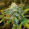 заказ семян конопли Спб White Diesel Haze feminised заказ семян конопли Спб White Diesel Haze feminised