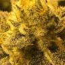 заказ семян конопли Москва Rishi Kush regular Mandala Seeds заказ семян конопли Москва Rishi Kush regular Mandala Seeds