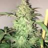 конопля семена сорта заказать Rishi Kush regular Mandala Seeds конопля семена сорта заказать Rishi Kush regular Mandala Seeds