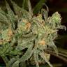 заказ семян конопли Спб Rishi Kush regular Mandala Seeds заказ семян конопли Спб Rishi Kush regular Mandala Seeds