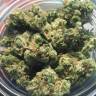 семена культурной конопли купить Rishi Kush regular Mandala Seeds семена культурной конопли купить Rishi Kush regular Mandala Seeds