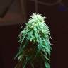 мощные семена конопли Point Of No Return x AK 47 (Powerful) regular Ganja Seeds мощные семена конопли Point Of No Return x AK 47 (Powerful) regular Ganja Seeds