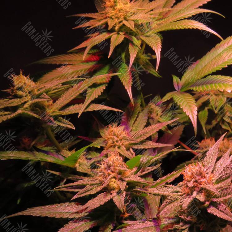 купить семена конопли Powerful regular Ganja Seeds