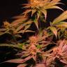 купить семена конопли Powerful regular Ganja Seeds