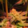 семена конопли Powerful regular Ganja Seeds