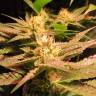 заказ семян конопли Powerful regular Ganja Seeds