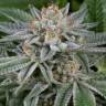 Auto Blue Cheese feminised Barneys Farm Auto Blue Cheese feminised Barneys Farm