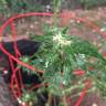 семена культурной конопли купить Auto Blue Cheese feminised Barneys Farm семена культурной конопли купить Auto Blue Cheese feminised Barneys Farm