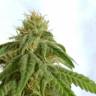 конопля семена сорта заказать Afrodite feminised Kannabia Seeds конопля семена сорта заказать Afrodite feminised Kannabia Seeds