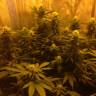 семена культурной конопли купить Afrodite feminised Kannabia Seeds семена культурной конопли купить Afrodite feminised Kannabia Seeds
