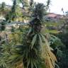 семена конопли курьером Afrodite feminised Kannabia Seeds семена конопли курьером Afrodite feminised Kannabia Seeds