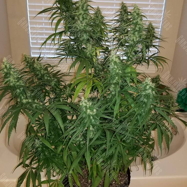 семена конопли в России Sterling Haze feminised Nirvana Seeds семена конопли в России Sterling Haze feminised Nirvana Seeds