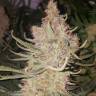 семена конопли интернет магазин Lemon OG Candy feminised Philosopher Seeds семена конопли интернет магазин Lemon OG Candy feminised Philosopher Seeds