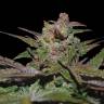 заказать на сайте семена конопли Purple Wreck feminised Reserva Privada заказать на сайте семена конопли Purple Wreck feminised Reserva Privada