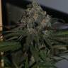 где можно заказать семена конопли Purple Wreck feminised Reserva Privada где можно заказать семена конопли Purple Wreck feminised Reserva Privada